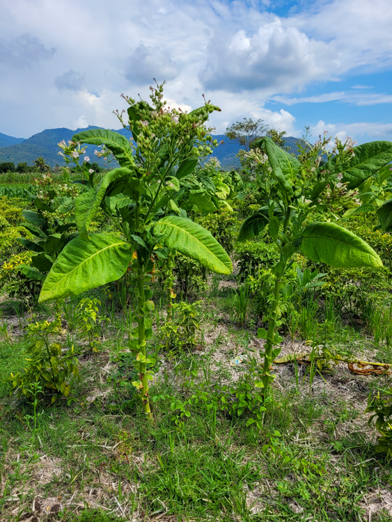 Rows of tall green tobacco plants growing in a sunlit field with mountains in the distance, part of a farming tour frequently combined with Mt. Rinjani hike itineraries to give hikers a closer look at local agricultural life.