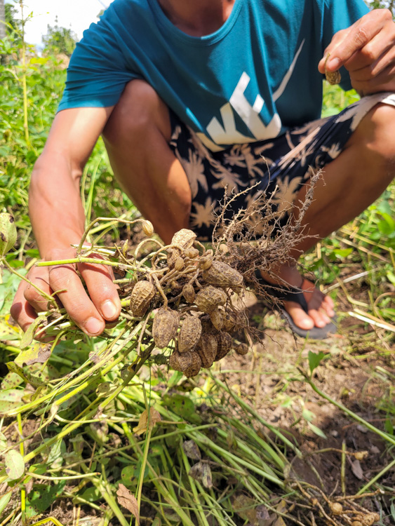 A local farmer squats in a sunlit field while harvesting fresh peanuts by hand, showcasing the agricultural lifestyle in rural Lombok, often explored by travelers before or after a Mt. Rinjani hike to connect with the island’s traditional farming culture.