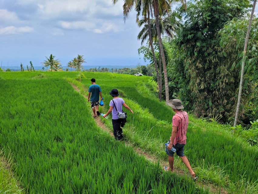 Three visitors walk through lush green rice fields surrounded by palm trees and tropical vegetation during a cultural tour on Lombok island, often included as an enriching side activity before or after the Mt. Rinjani hike to explore traditional village life.